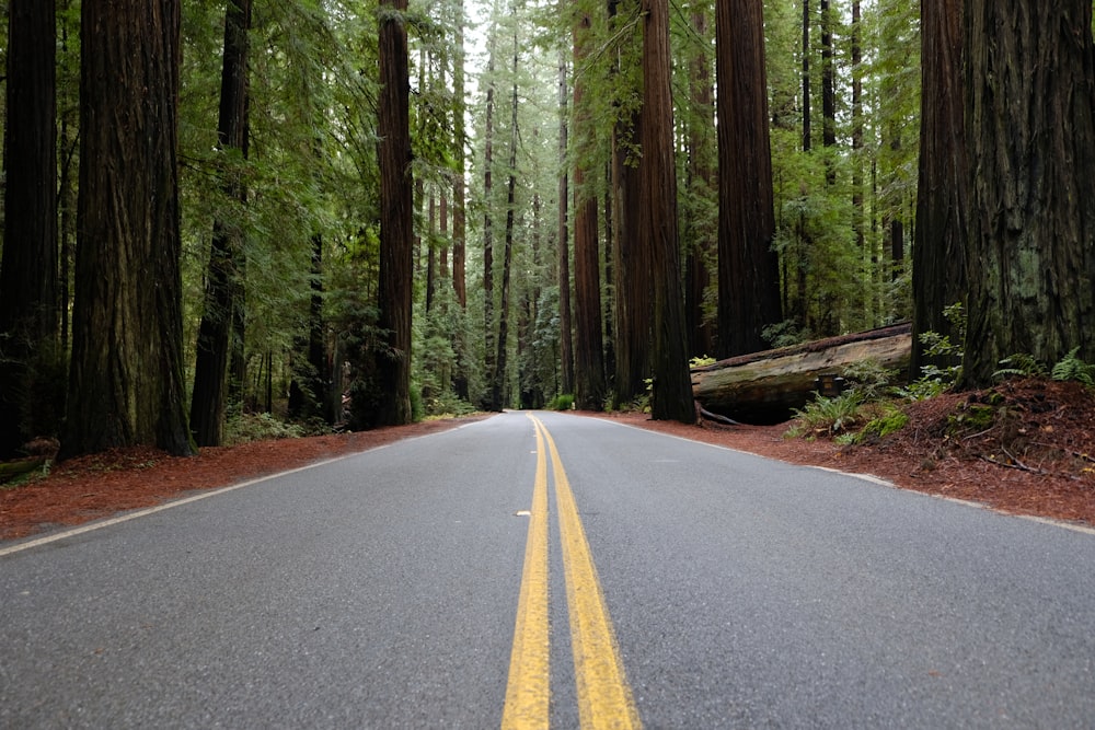 roadway between tall trees