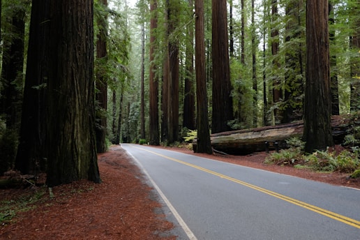road surrounded by trees and log