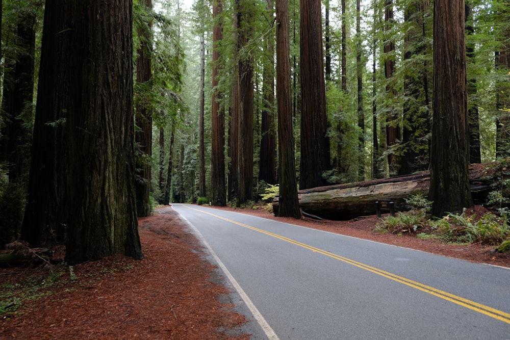 road surrounded by trees and log