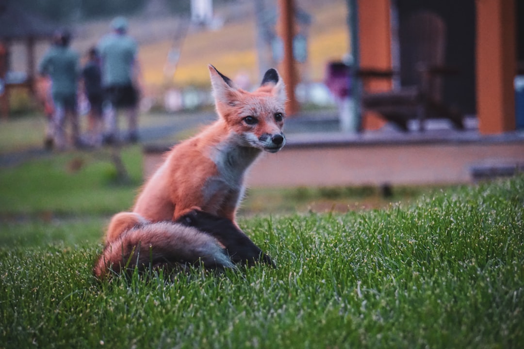 photo of Gaspé Wildlife near Cap-des-Rosiers Lighthouse