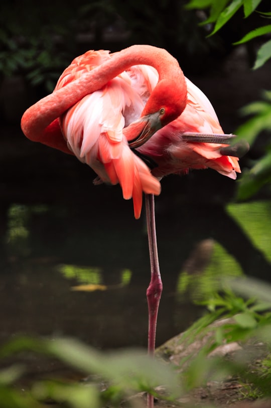 flamingo in Pairi Daiza Belgium