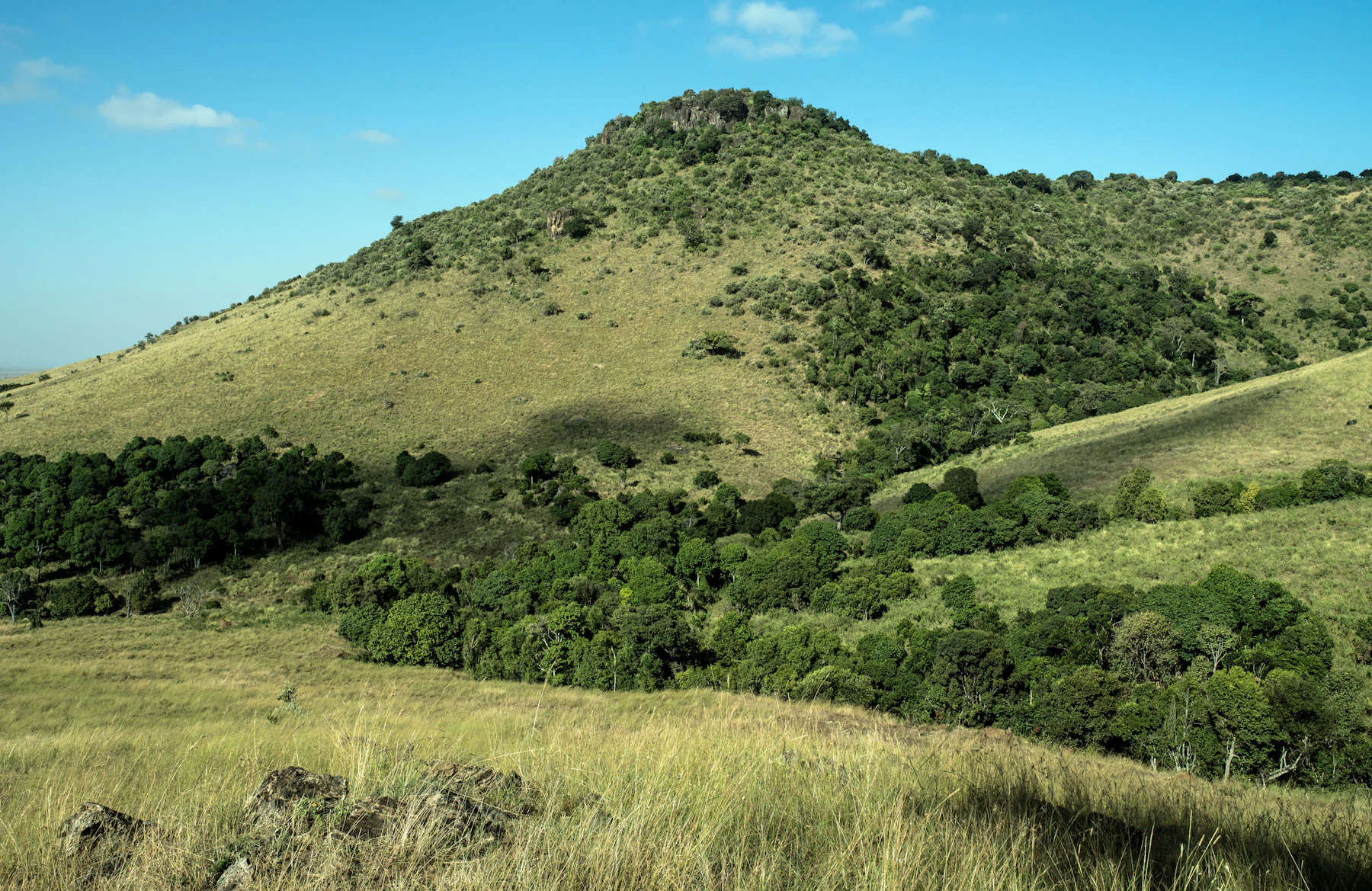Green hills of the Masai Mara in Kenya