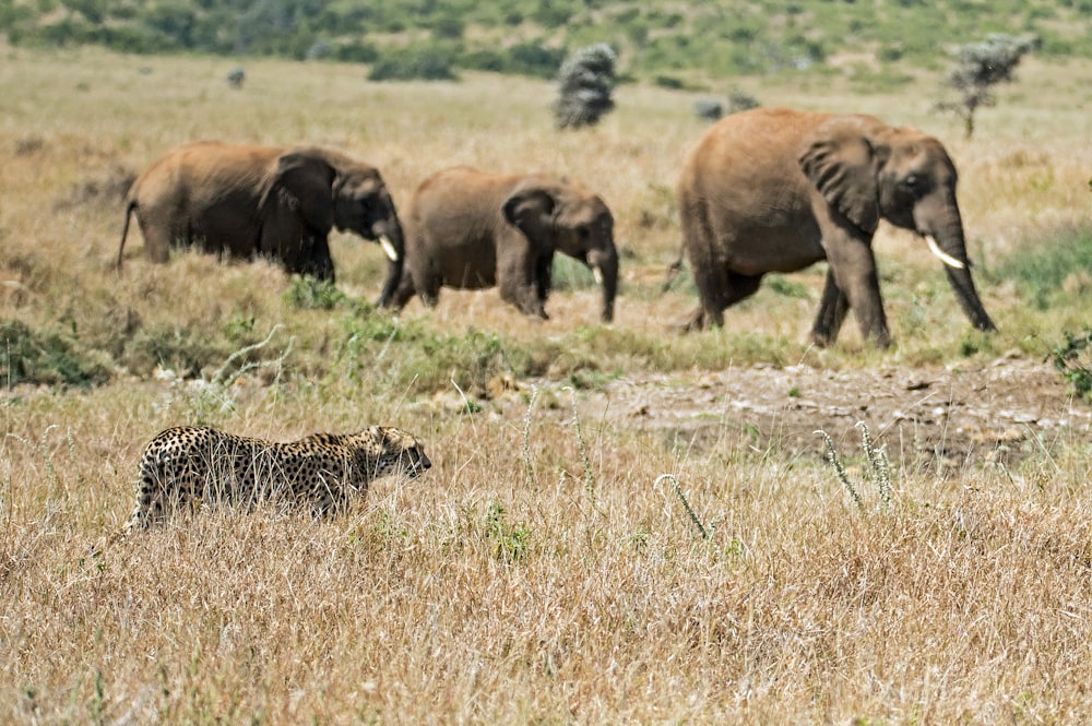 elephants on field