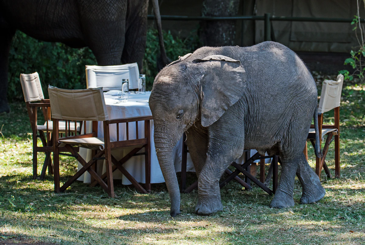 Elephant beside a dining table at a safari camp