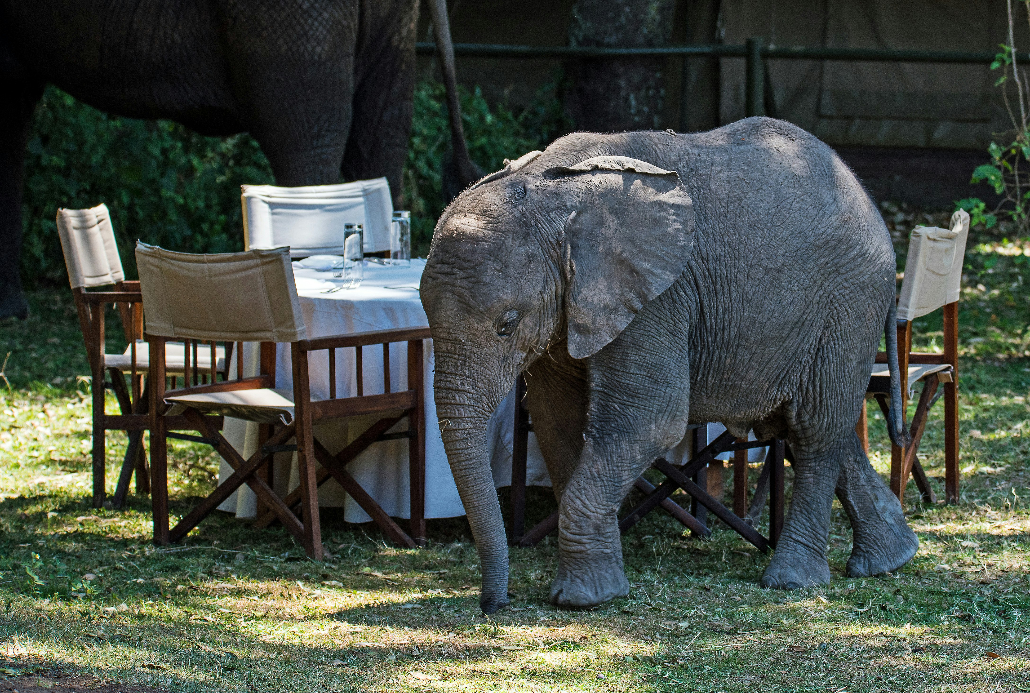 gray elephant beside dining set