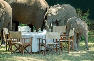 Olifanten aan tafel in Zambia, Zuid Africa, Tanzania, safari avontuur
