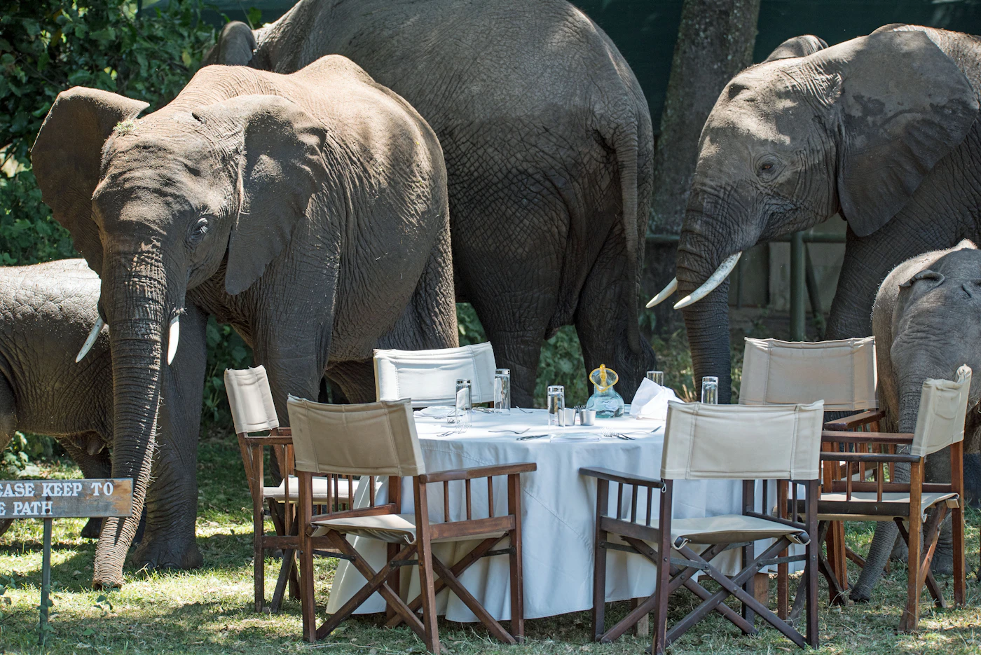 A camp dining table laid under trees with elephants passing close by