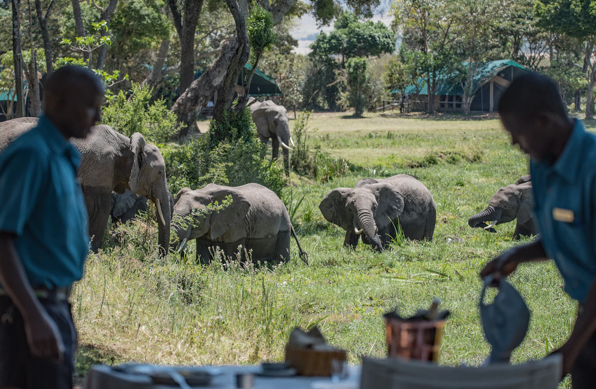 Two safari guides in uniform watching a group of elephants from a camp clearing