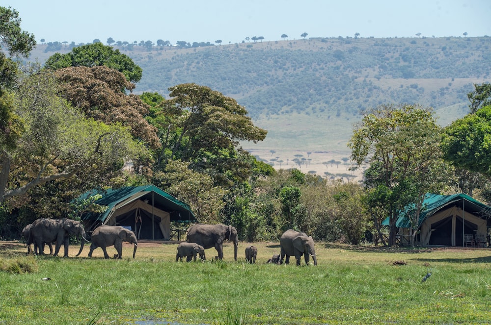 elefanti vicino agli alberi