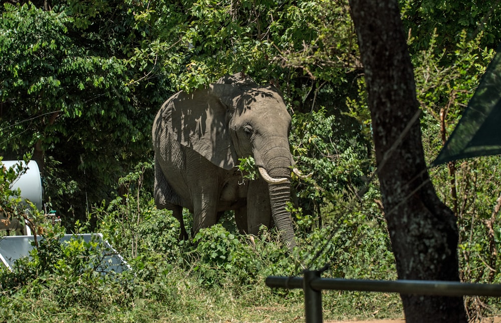 낮에 나무와 회색 수조 근처에 서 있는 코끼리