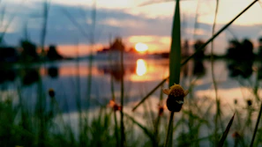 A peaceful lake reflecting a pastel sunset sky, framed by wildflowers