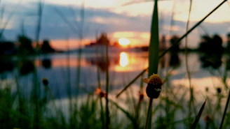 A peaceful lake reflecting a pastel sunset sky, framed by wildflowers