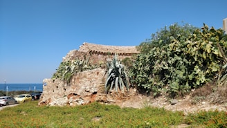 A rustic stone wall is overgrown with diverse vegetation including large agave plants and cacti. The structure sits atop a grassy area with small orange flowers, and there are several parked cars to the side. In the background, the blue sky meets the sea, creating a serene coastal landscape.