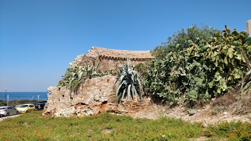 A rustic stone wall is overgrown with diverse vegetation including large agave plants and cacti. The structure sits atop a grassy area with small orange flowers, and there are several parked cars to the side. In the background, the blue sky meets the sea, creating a serene coastal landscape.