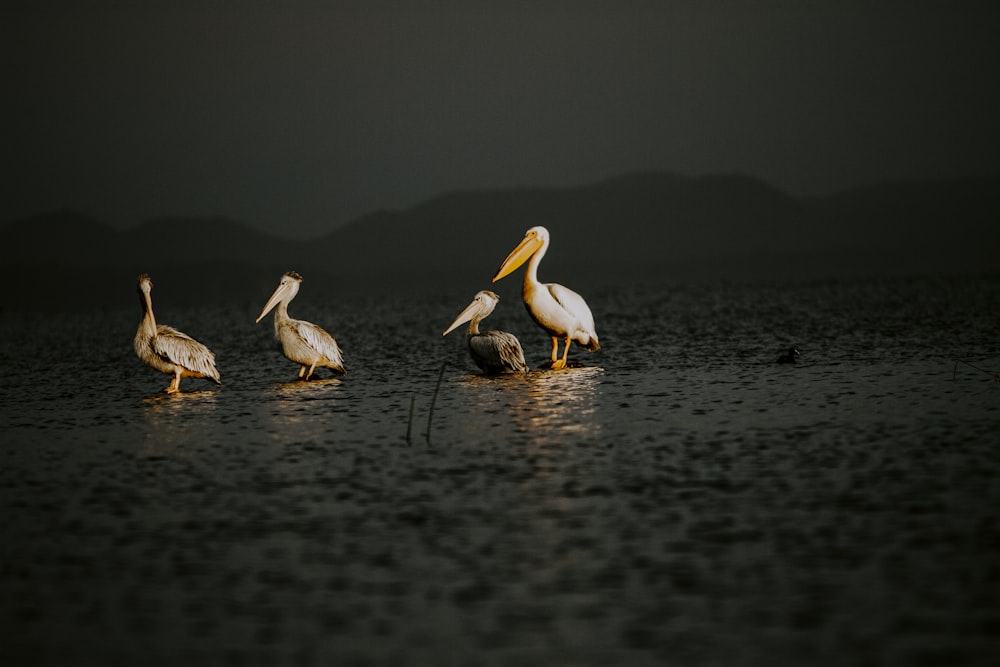 four white pelican birds