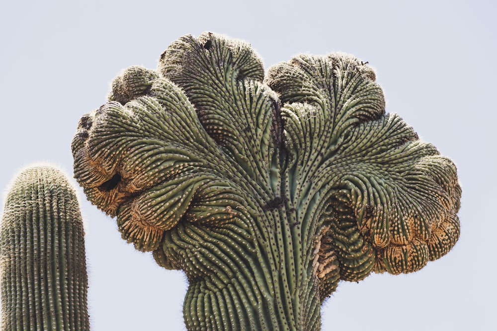 green and brown cactus