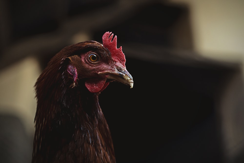 selective focus photography of rooster