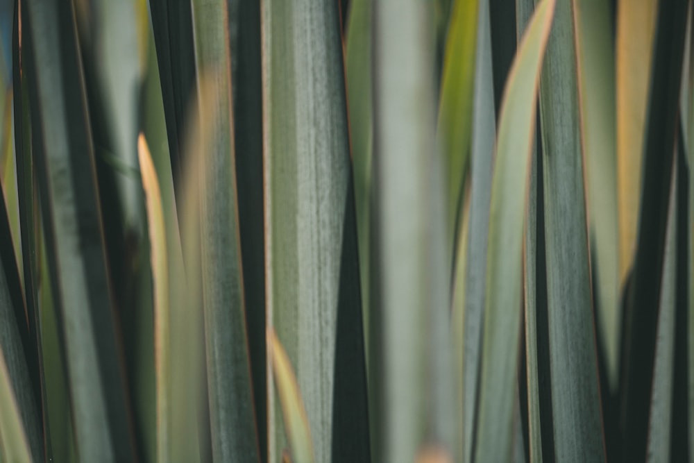 green leafed plant