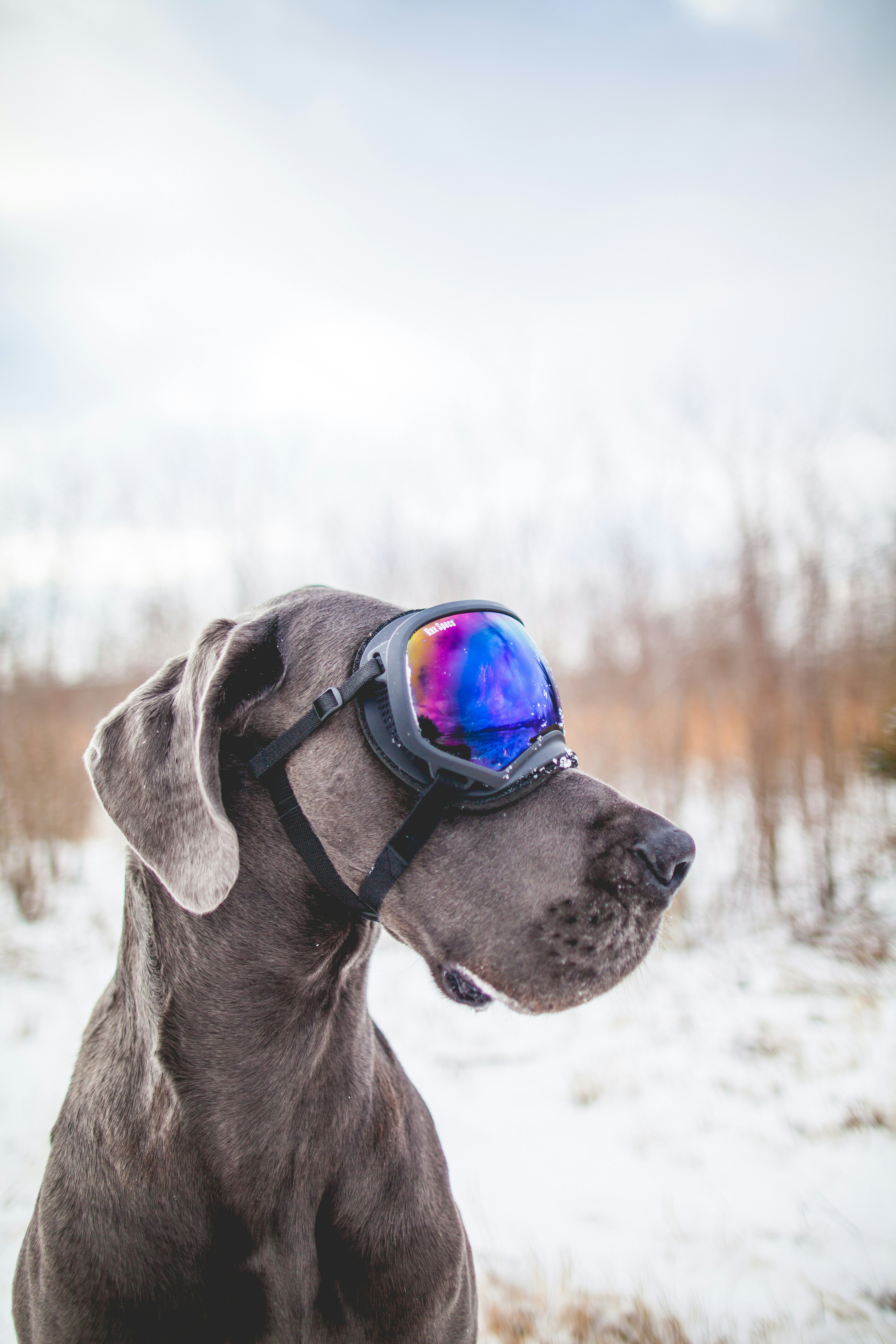 dog snow goggles