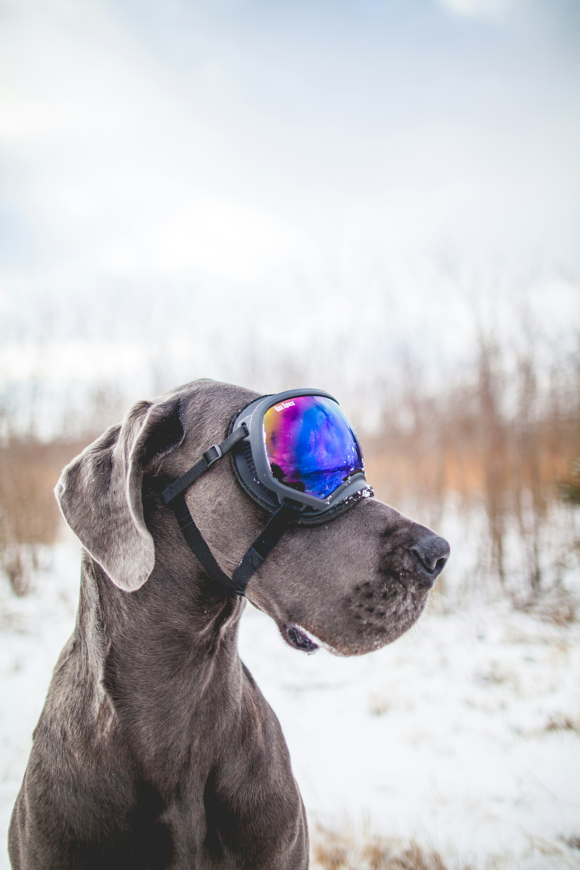 Seeing is Believing: Understanding Dog Goggles