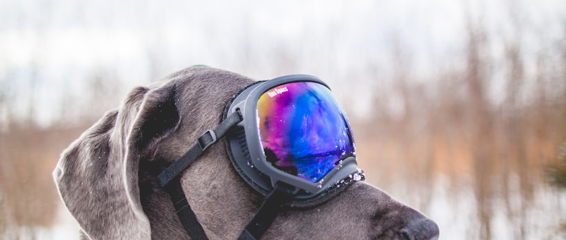 gray dog wearing black snow goggles