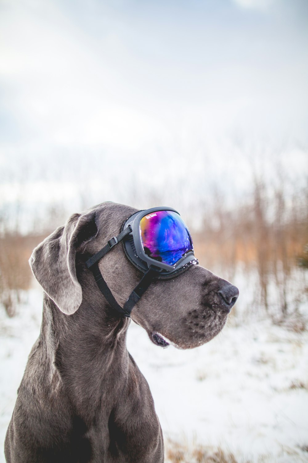gray dog wearing black snow goggles