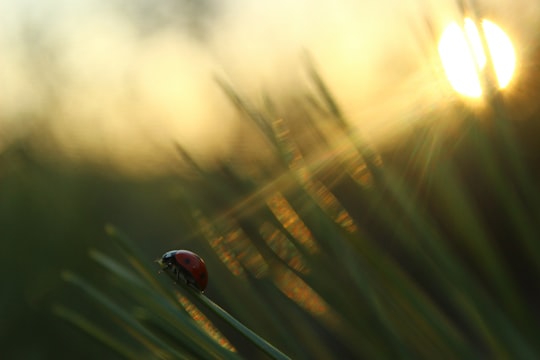 selective focus photography of ladybug on green grass during golden hour in Pannonhalma Hungary