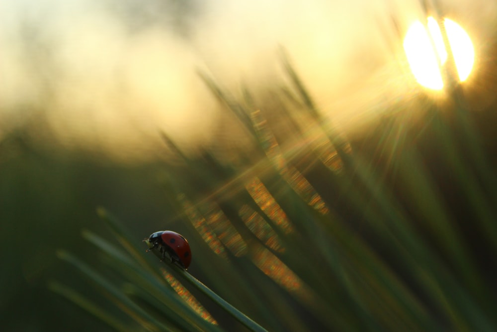 Fotografía de enfoque selectivo de mariquita en hierba verde durante la hora dorada