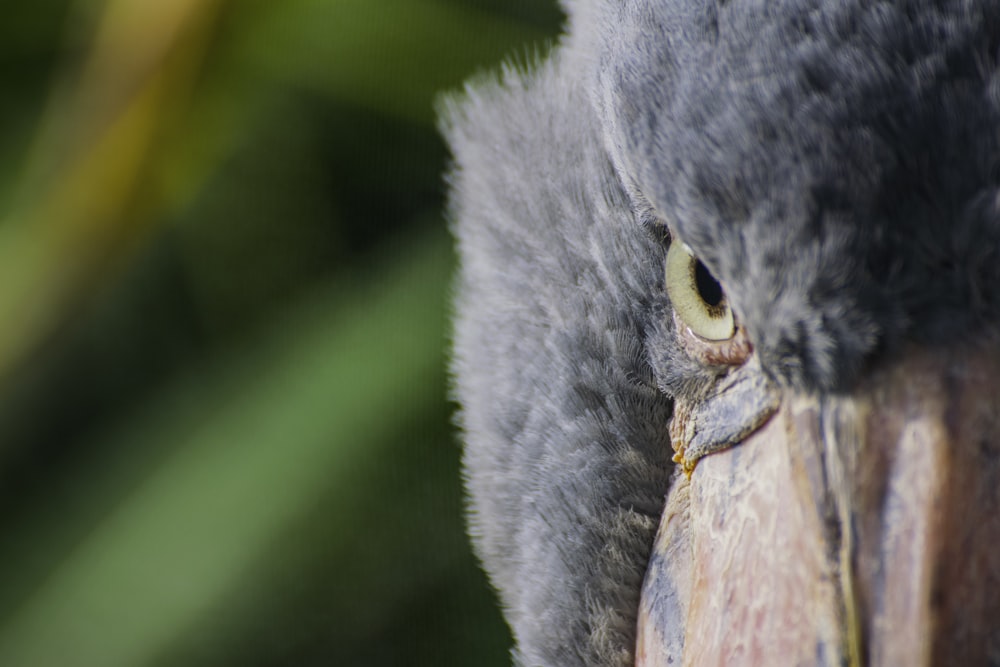 closeup photography of gray bird