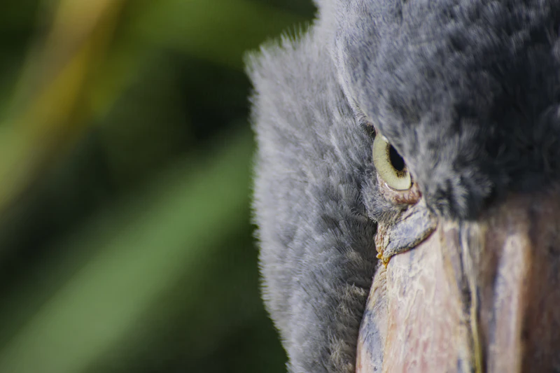 Shoebill stork