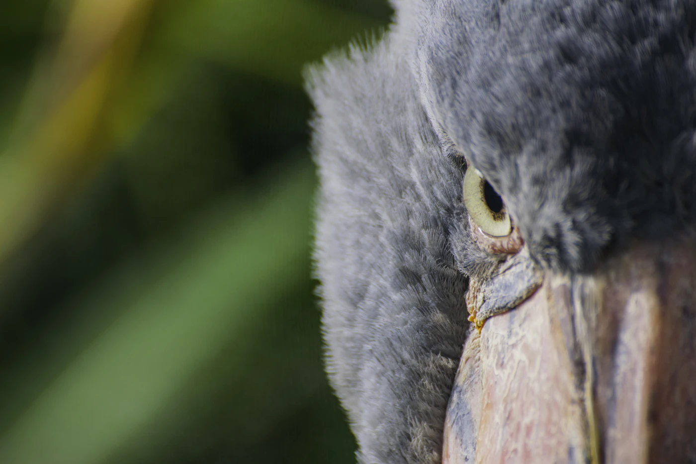 Shoebill stork