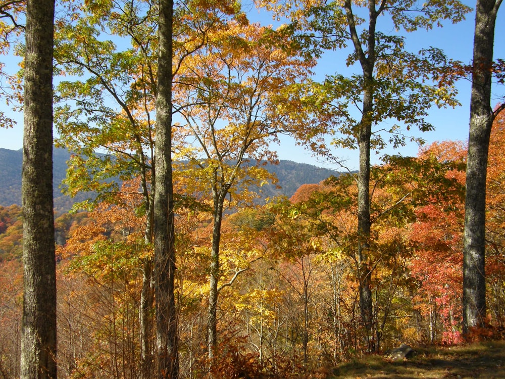 maple trees under clear blue sky