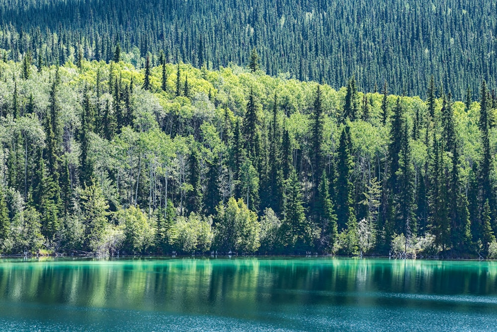 plan d’eau près des arbres pendant la journée