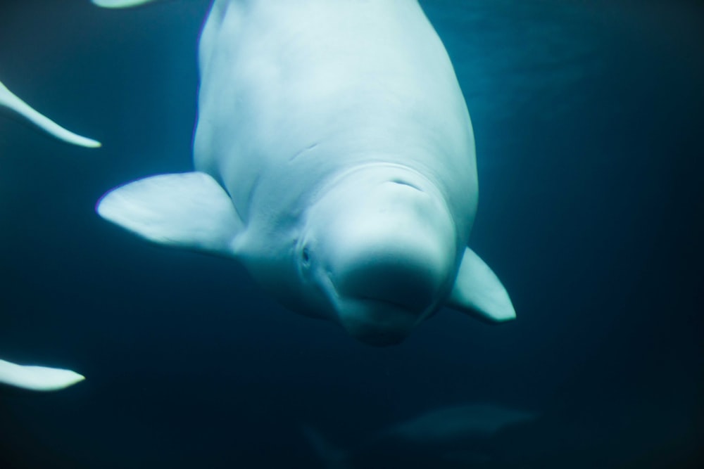 whale swimming underwater