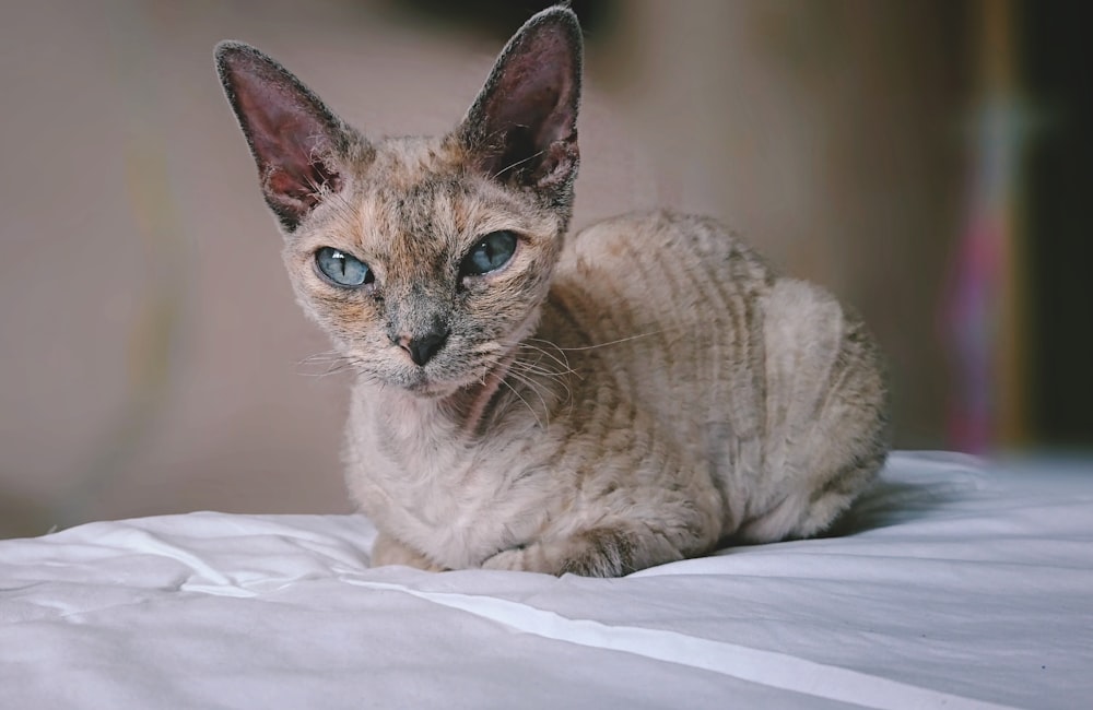 beige cat lying on white textile