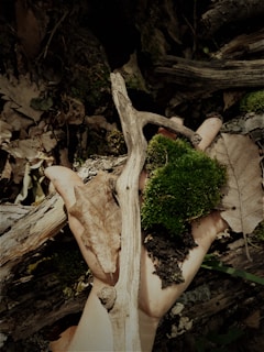 A hand holds a small composition of natural elements, including a piece of moss, a dry leaf, and a twig. The background consists of a forest floor with fallen leaves and twigs, creating a rustic, earthy atmosphere.