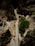 A hand holds a small composition of natural elements, including a piece of moss, a dry leaf, and a twig. The background consists of a forest floor with fallen leaves and twigs, creating a rustic, earthy atmosphere.