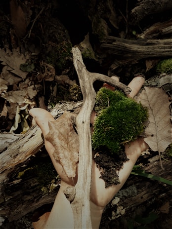 A hand holds a small composition of natural elements, including a piece of moss, a dry leaf, and a twig. The background consists of a forest floor with fallen leaves and twigs, creating a rustic, earthy atmosphere.