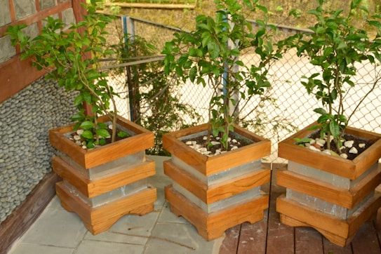Three potted plants arranged in wooden planters on a tiled patio area. The planters are modern with layered wooden designs. The lush green foliage contrasts with the light brown of the wood and the grey of the patio tiles. A stone-covered wall is seen on the left, while a wire fence is visible in the background.