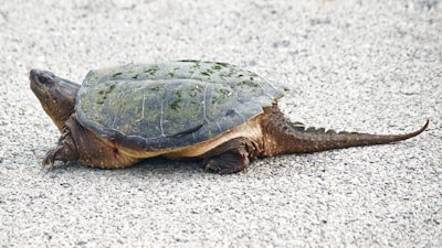 A large turtle with a rough, textured shell is walking on a gray, textured pavement. The shell is dark green with patches of moss or algae. The turtle has a long, strong tail and its skin appears folded and leathery.