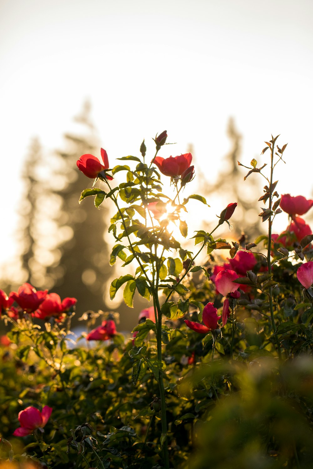 selective focus photo of red petaled flowers