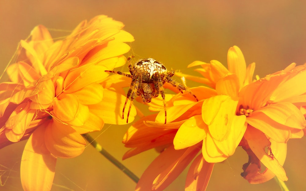 macro photography of yellow spider
