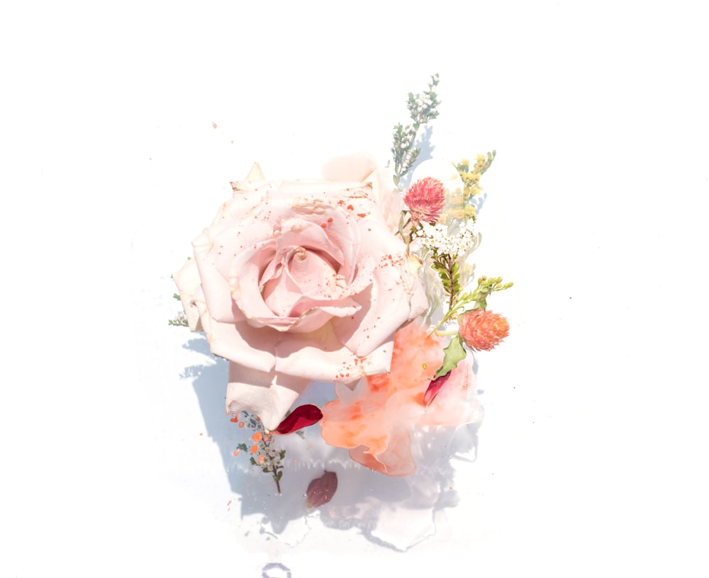 Ilustración de rosas rosas