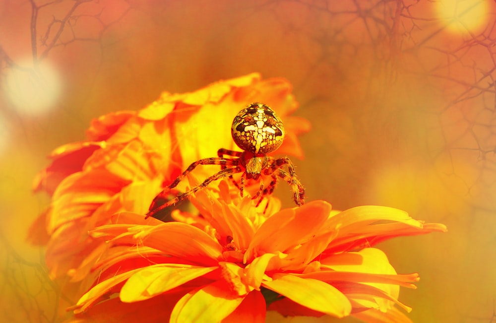 macro photography of spider on orange flowers