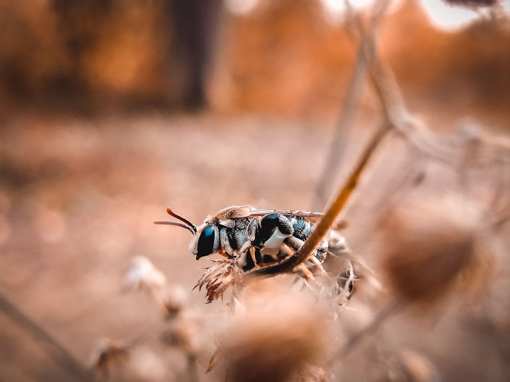 selective focus photo of black and brown wasp
