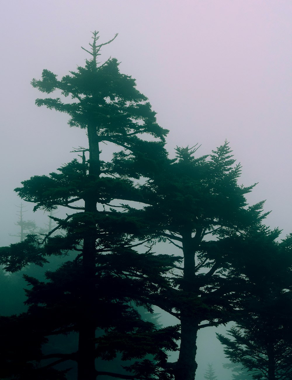 green trees with fog background