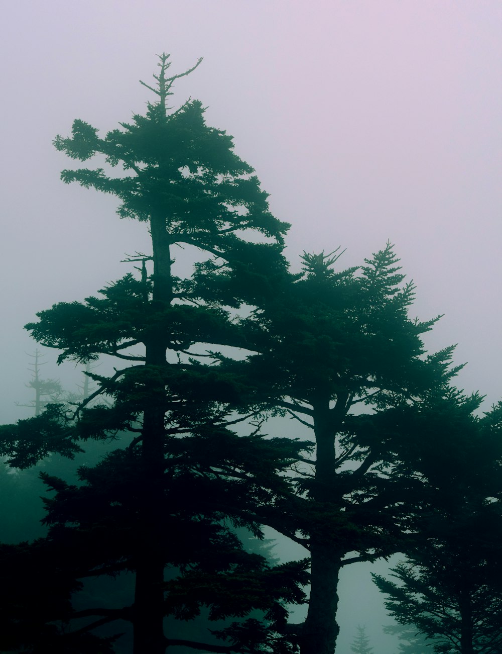 arbres verts avec fond de brouillard