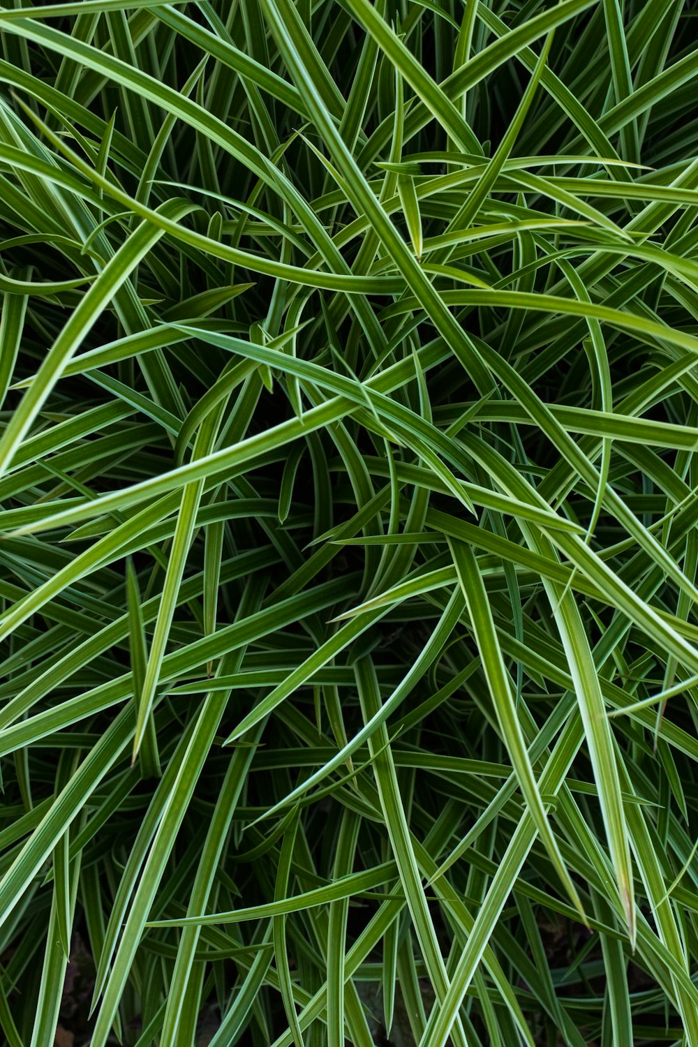 selective focus photo of green grass