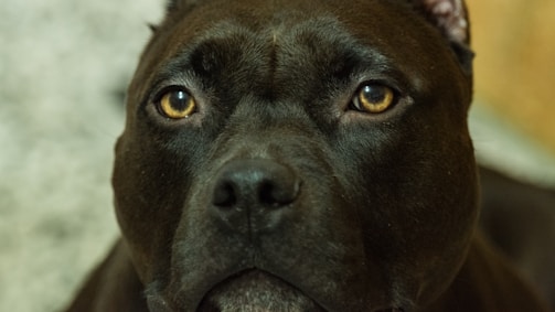 Close-up of a Dutch Shepherd’s intense, confident eyes.