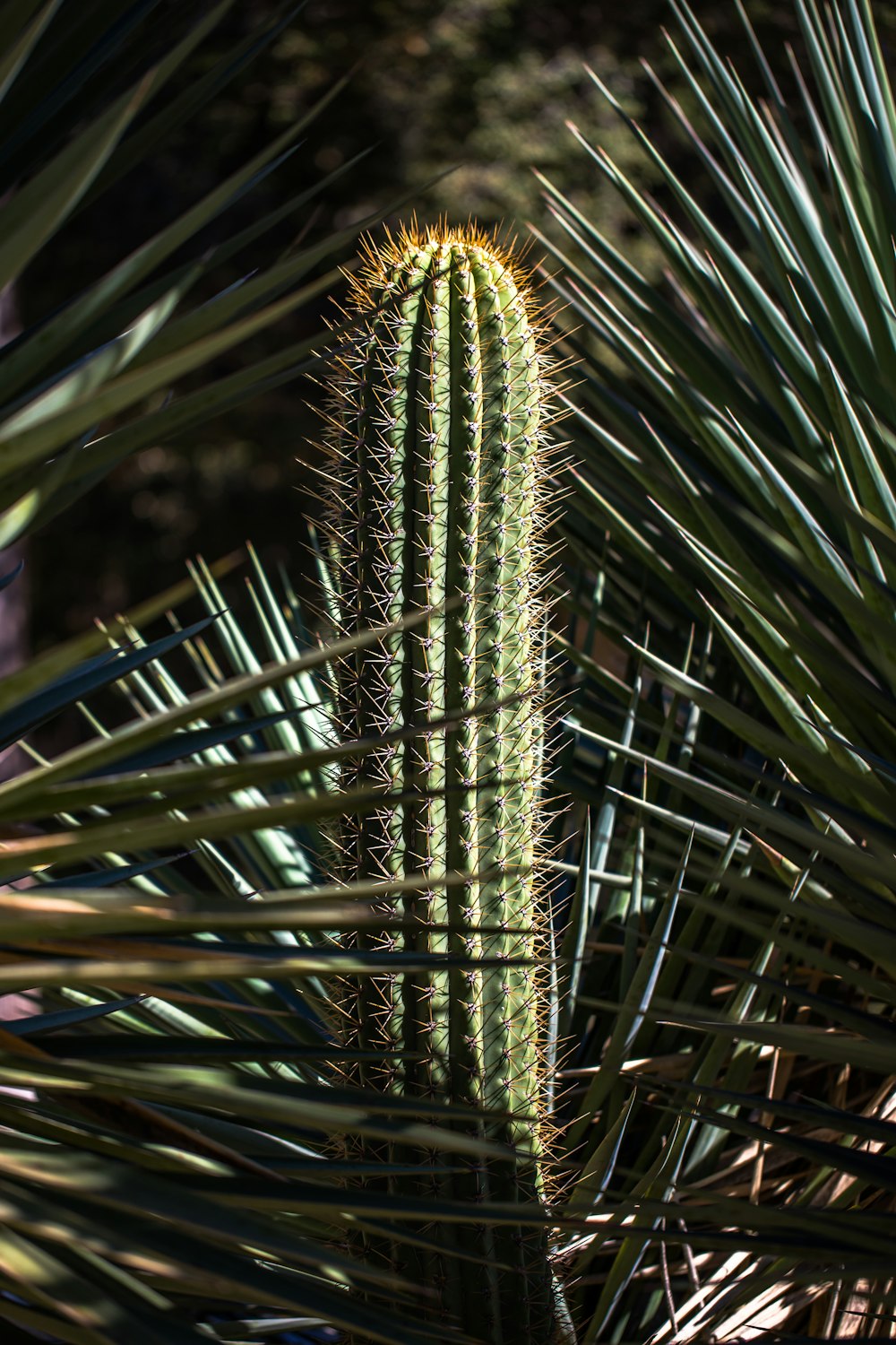 green cactus plant